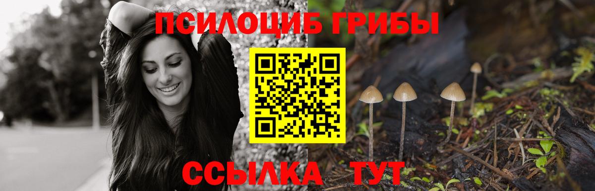 Черняховск  Псилоцибиновые грибы мицелий  Вход с VPN 